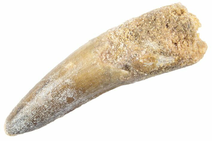 Fossil Spinosaurus Tooth - Real Dinosaur Tooth #360174